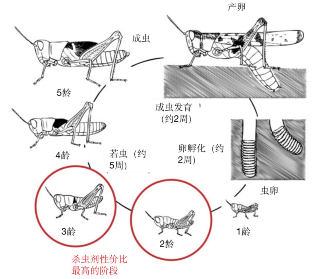 蝗虫最新路线及其影响