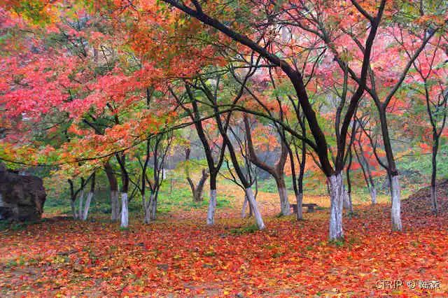 栖霞山红叶最新报道，绚烂如画的秋日景色吸引无数游客